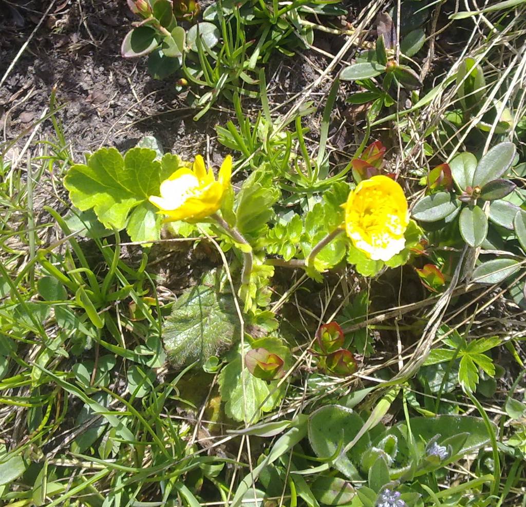 Geum montanum